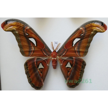 Attacus atlas Linnaeus, 1758 male ex. ovo Thailand 191mm9b